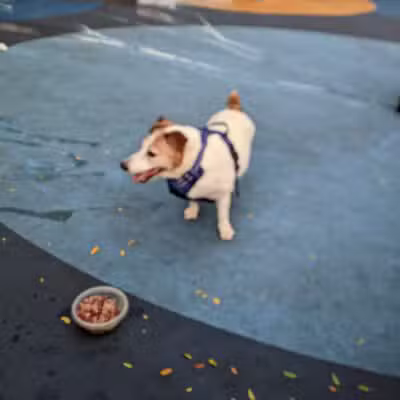 Pier 84 Dog Run - New York, NY