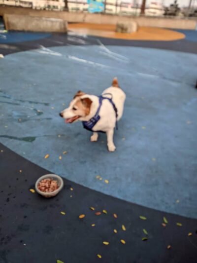 Pier 84 Dog Run - New York, NY