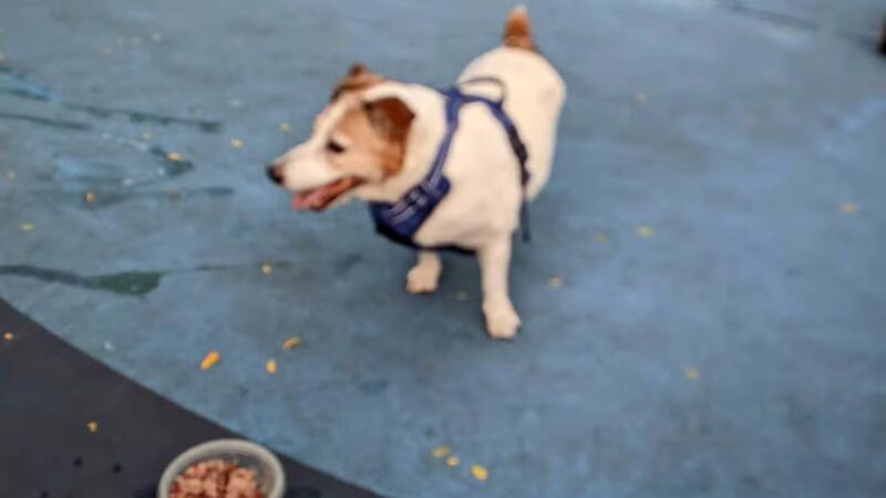 Pier 84 Dog Run - New York, NY