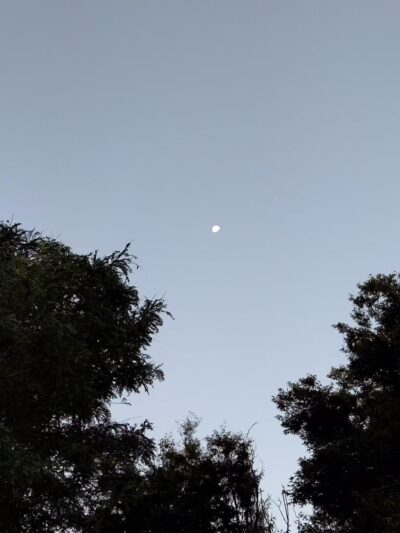 Pier 84 Dog Run - New York, NY