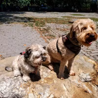 Stuyvesant Park Dog Run - New York, NY