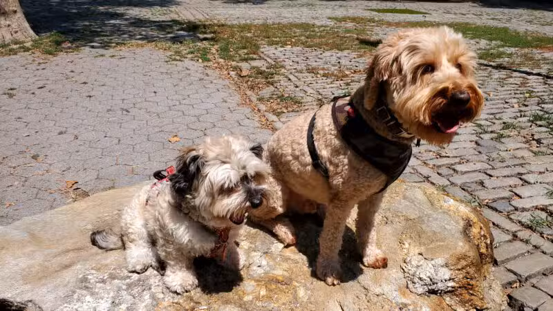 Stuyvesant Park Dog Run - New York, NY