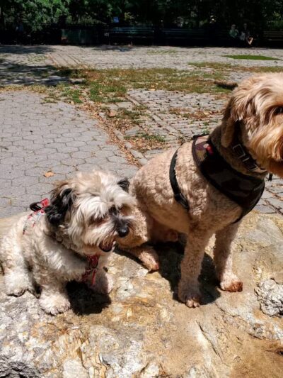 Stuyvesant Park Dog Run - New York, NY