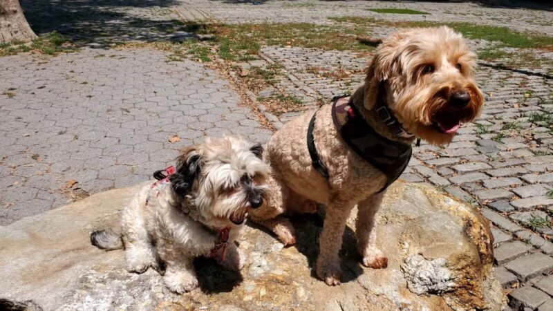 Stuyvesant Park Dog Run - New York, NY