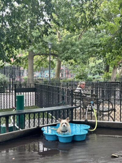 Tompkins Square Dog Run - New York, NY