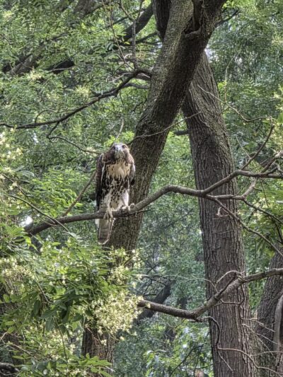 Tompkins Square Dog Run - New York, NY