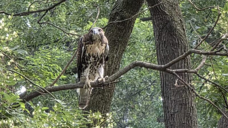 Tompkins Square Dog Run - New York, NY