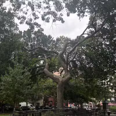 Tompkins Square Dog Run - New York, NY