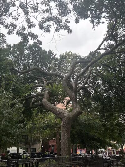 Tompkins Square Dog Run - New York, NY