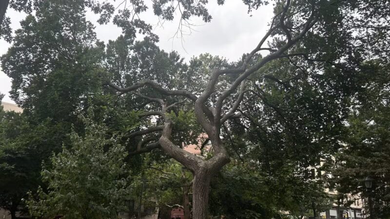 Tompkins Square Dog Run - New York, NY