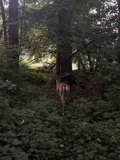 Essex County Branch Brook Park Dog Park - Newark, NJ