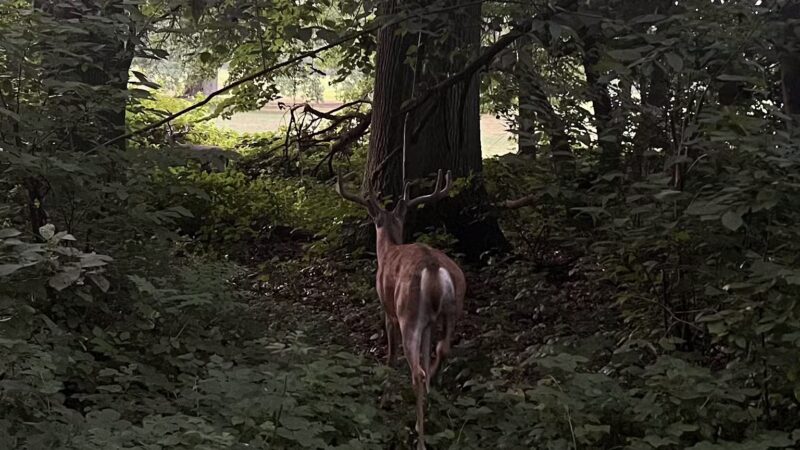 Essex County Branch Brook Park Dog Park - Newark, NJ