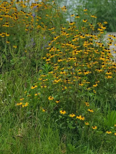 Sandy Beach Trailhead - The Dragon - Newaygo,