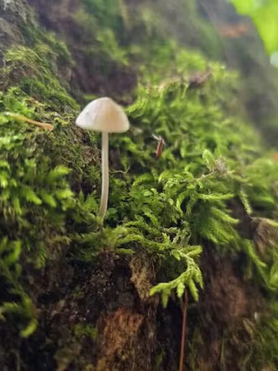 Sandy Beach Trailhead - The Dragon - Newaygo,