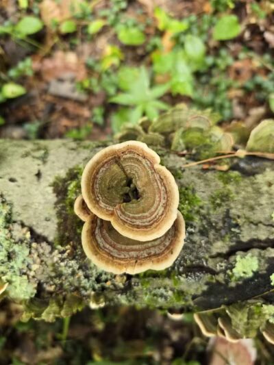 Sandy Beach Trailhead - The Dragon - Newaygo,