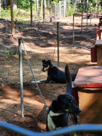 MI DOG - Michigan's Summer Sled Dog Center - Newberry,