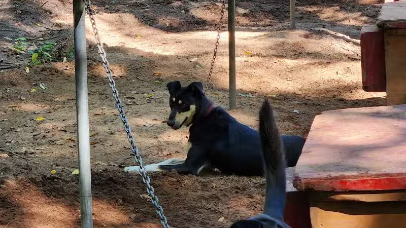 MI DOG - Michigan's Summer Sled Dog Center - Newberry,