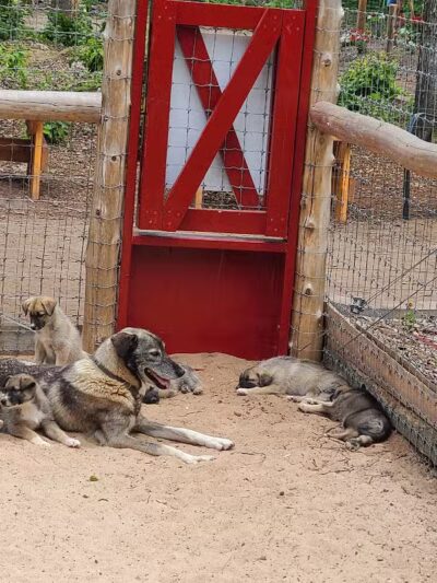 MI DOG - Michigan's Summer Sled Dog Center - Newberry,