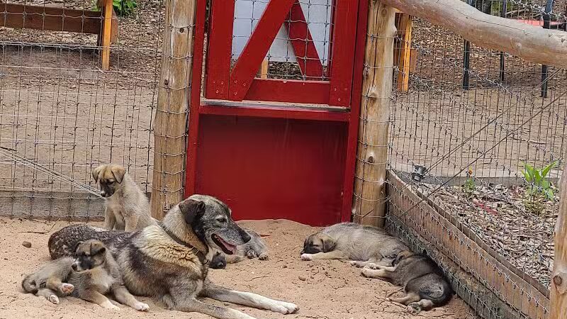 MI DOG - Michigan's Summer Sled Dog Center - Newberry,