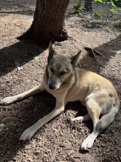 MI DOG - Michigan's Summer Sled Dog Center - Newberry,
