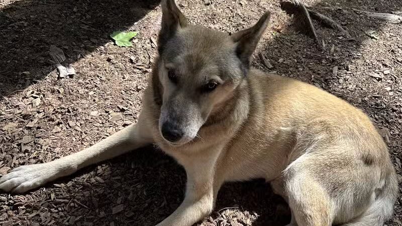 MI DOG - Michigan's Summer Sled Dog Center - Newberry,