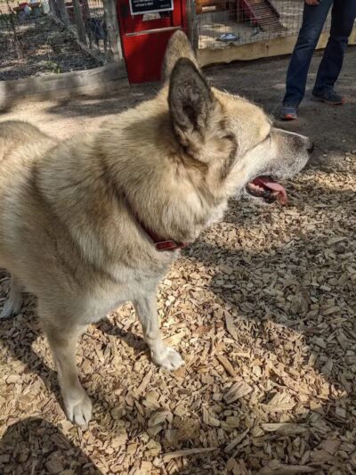 MI DOG - Michigan's Summer Sled Dog Center - Newberry,