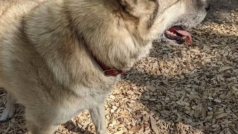 MI DOG - Michigan's Summer Sled Dog Center - Newberry,