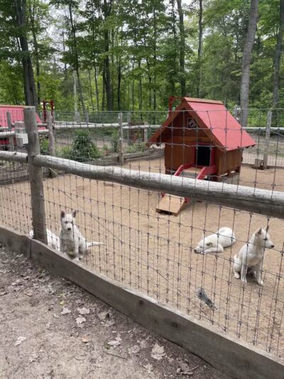 MI DOG - Michigan's Summer Sled Dog Center - Newberry,