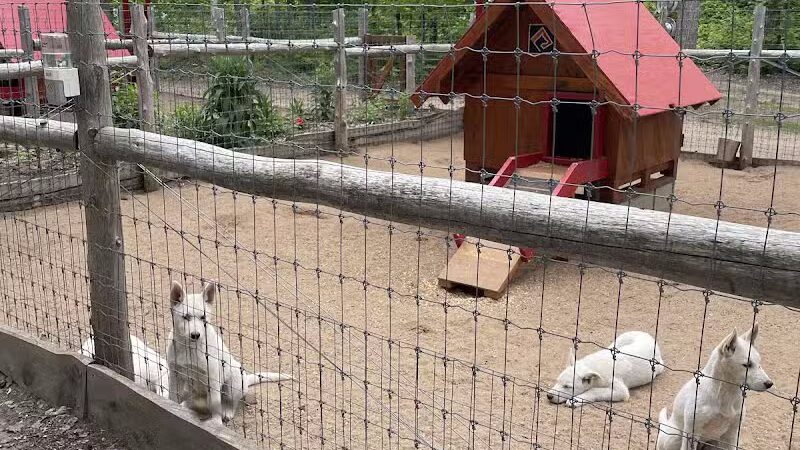 MI DOG - Michigan's Summer Sled Dog Center - Newberry,