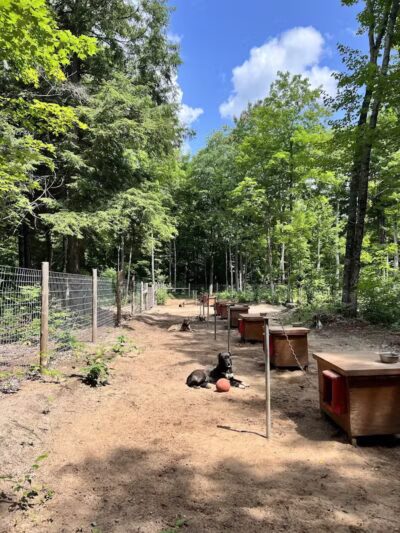MI DOG - Michigan's Summer Sled Dog Center - Newberry,