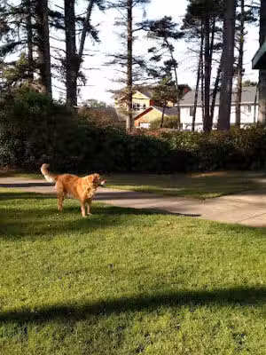 Agate Beach Neighborhood and Dog Park - Newport, OR