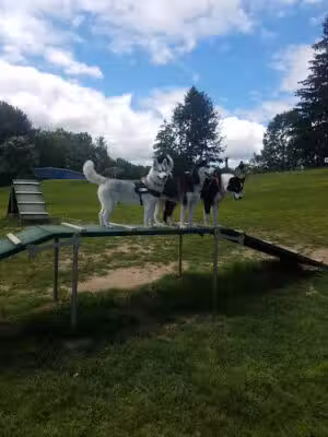 Newtown Park & Bark - Newtown, CT