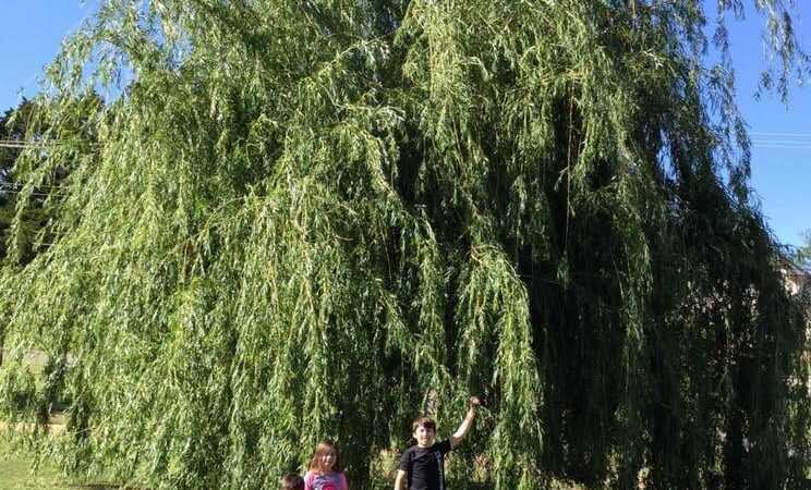 Kite Park - Nichols Hills, OK