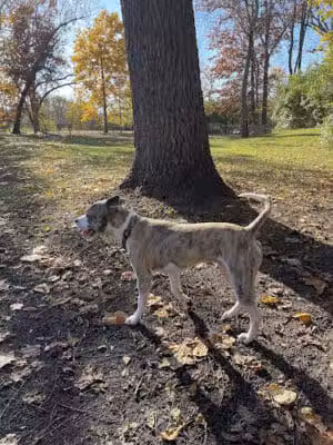 Ruff & Tumble Dog Park - Niles, MI