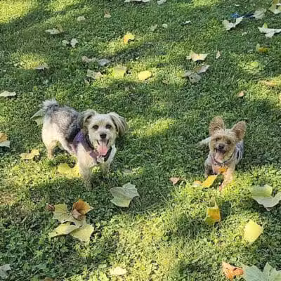 Ruff & Tumble Dog Park - Niles, MI