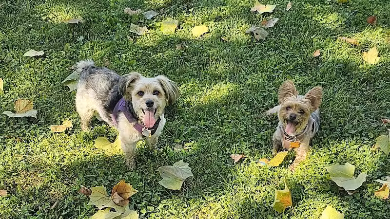 Ruff & Tumble Dog Park - Niles, MI