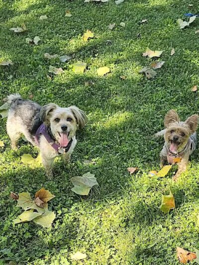 Ruff & Tumble Dog Park - Niles, MI