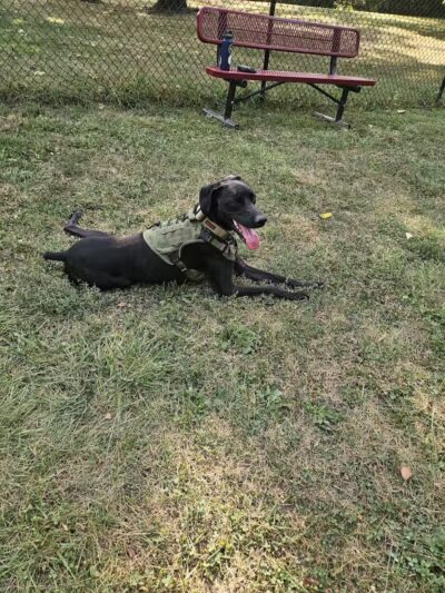 Ruff & Tumble Dog Park - Niles, MI