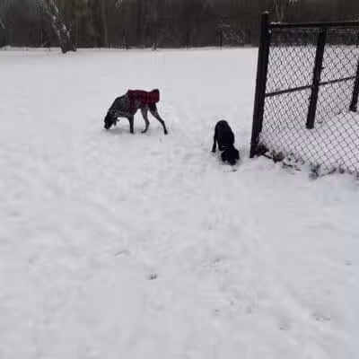 Ruff & Tumble Dog Park - Niles, MI
