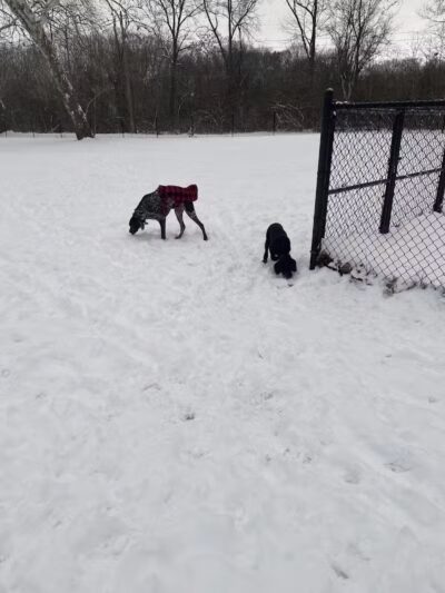 Ruff & Tumble Dog Park - Niles, MI