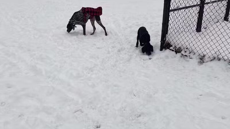 Ruff & Tumble Dog Park - Niles, MI