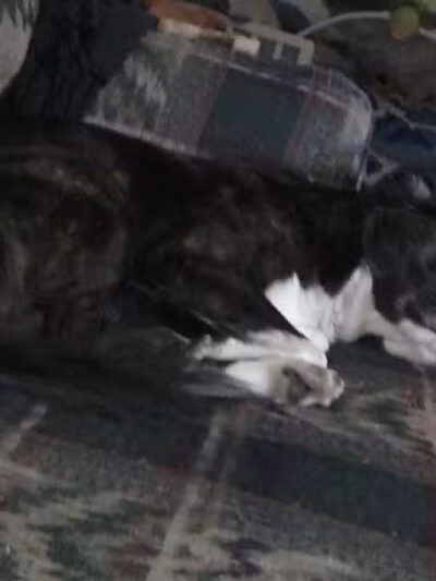 Ruff & Tumble Dog Park - Niles, MI