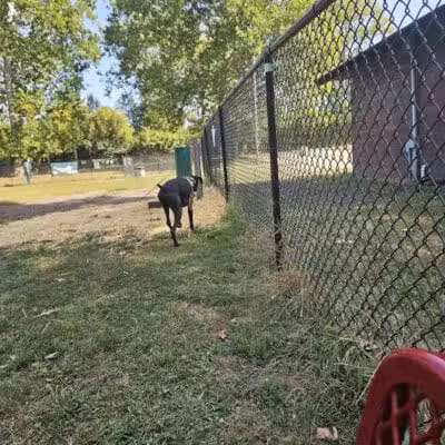 Ruff & Tumble Dog Park - Niles, MI