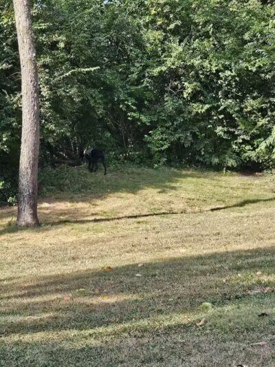 Ruff & Tumble Dog Park - Niles, MI