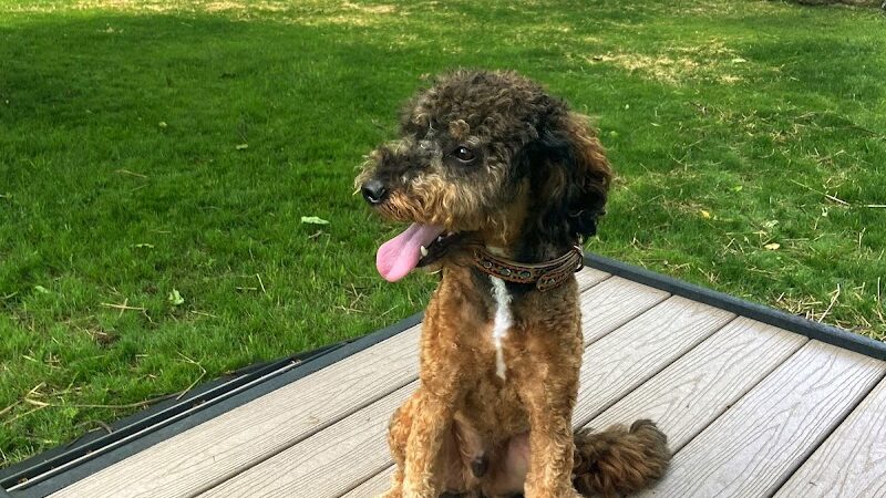 Rusty's Ranch Dog Park - Noblesville, IN