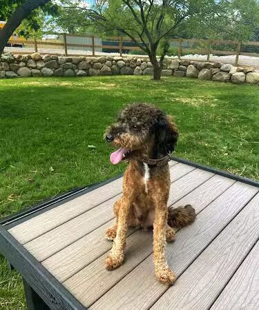 Rusty's Ranch Dog Park - Noblesville, IN