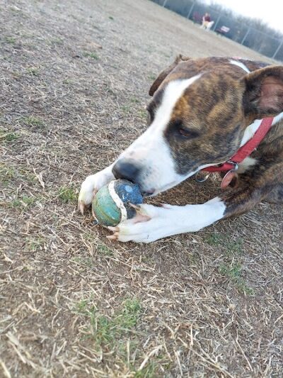 Norman Community Dog Park - Norman, OK