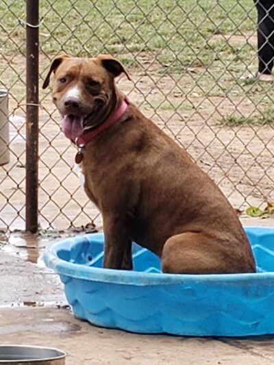 Norman Community Dog Park - Norman, OK
