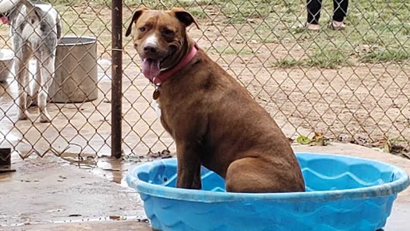 Norman Community Dog Park - Norman, OK