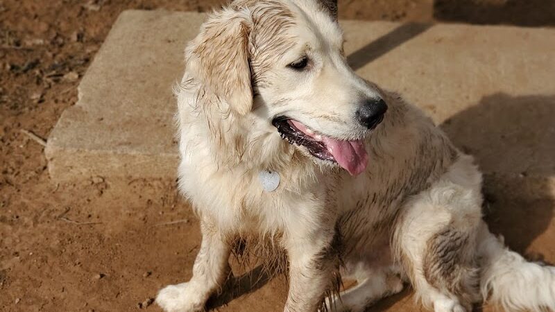 Norman Community Dog Park - Norman, OK